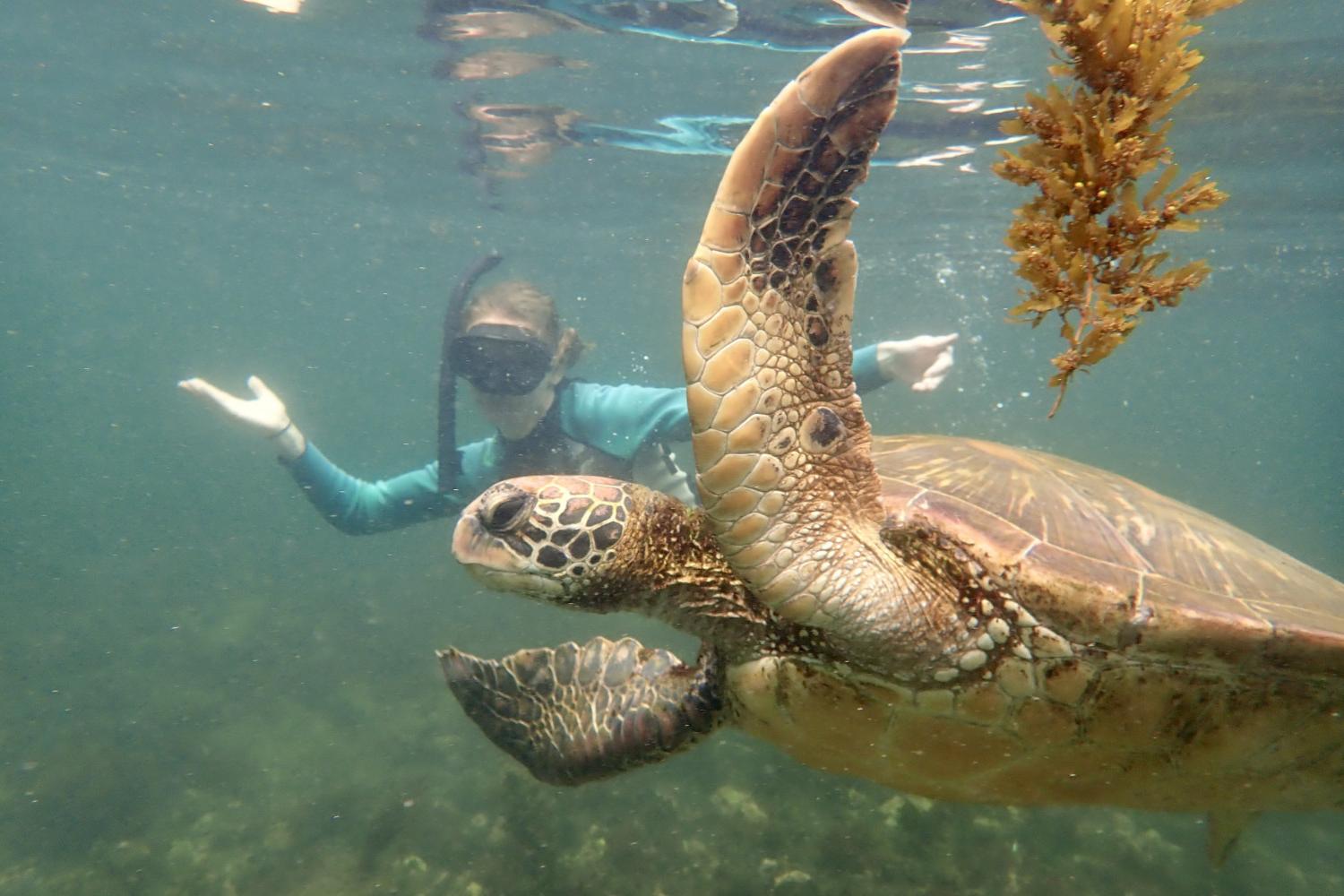 一名<a href='http://tljx.ngskmc-eis.net'>bv伟德ios下载</a>学生在Galápagos群岛游学途中与一只巨龟游泳.